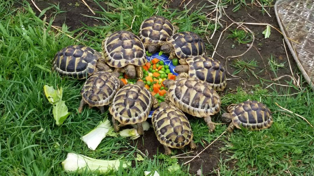 Hermans Tortoise - -AVAILABILITY ON APPLICATION image 4